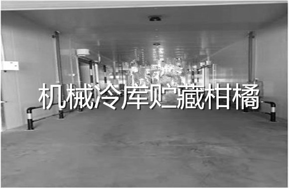 機(jī)械冷庫貯藏柑橘.jpg