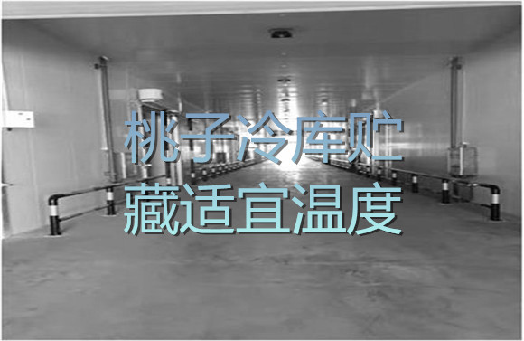 桃子冷庫貯藏適宜溫度.jpg
